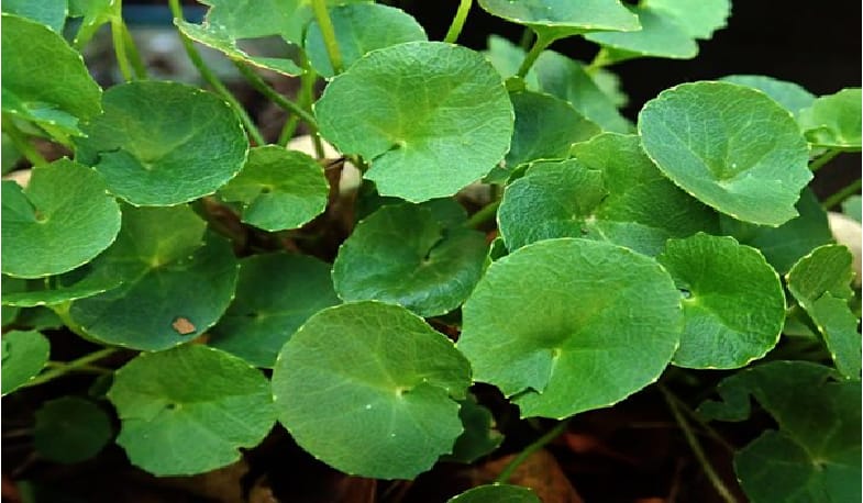 GROWING AND HARVESTING GOTU KOLA